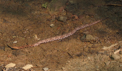 Almost stepped on this little guy. Watch out for local critters on your way.