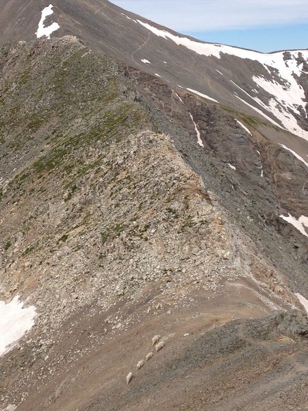 On the way towards Edwards looking back at Grays and some mountain goats