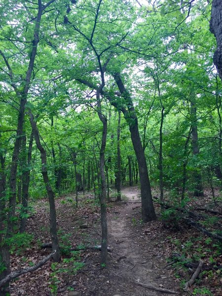 Turkey Mountain as seen from the Yellow and Pink Trail.