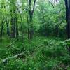 A snapshot from Turkey Mountain Park. There is a doe in the trees if you look close.