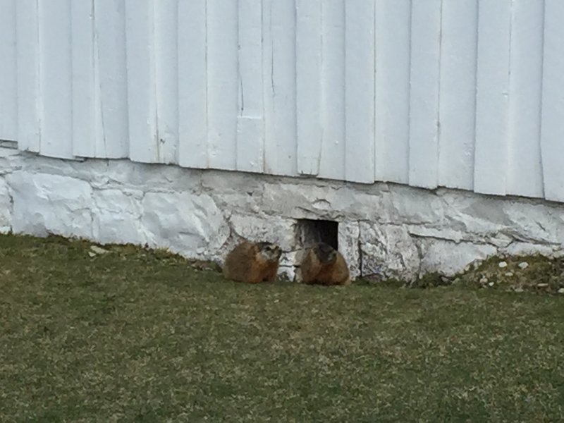 "Pot-guts" (Uintah ground squirrels) outside the barn.