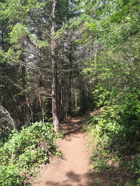 Chuckanut Trail