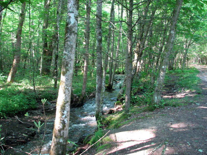 Trail along the Rough Fork.