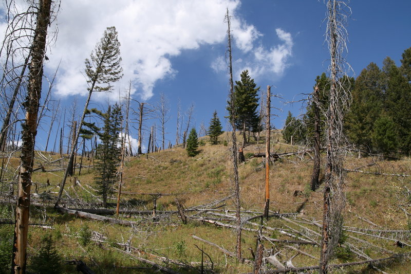 Yellowstone wildfire scars.