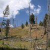 Yellowstone wildfire scars.