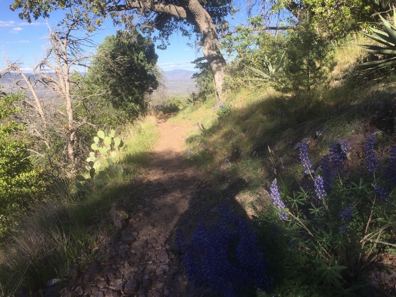 Cactus and wildflowers.