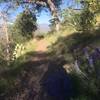 Cactus and wildflowers.