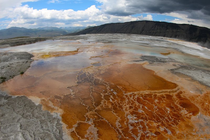 Algal mats at Mammoth Hot Springs.