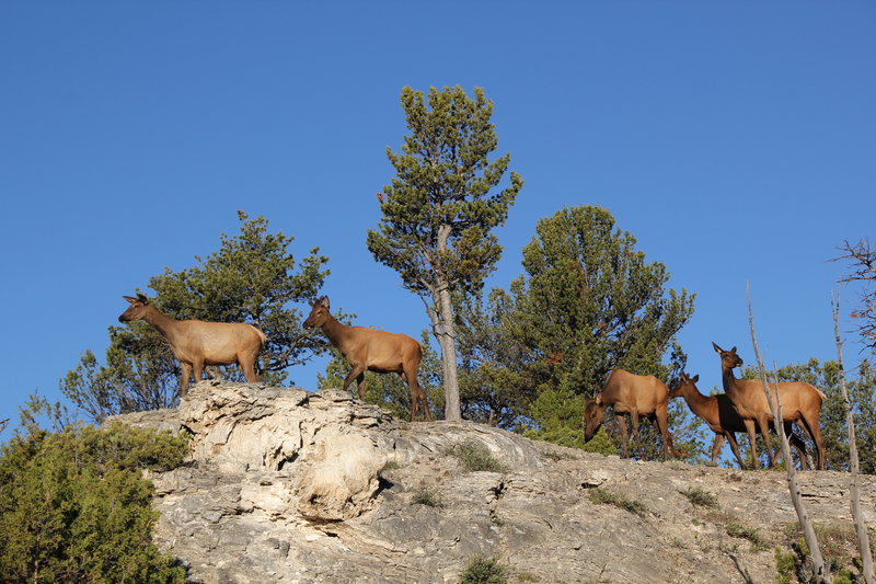 Elk on top of the hillside.