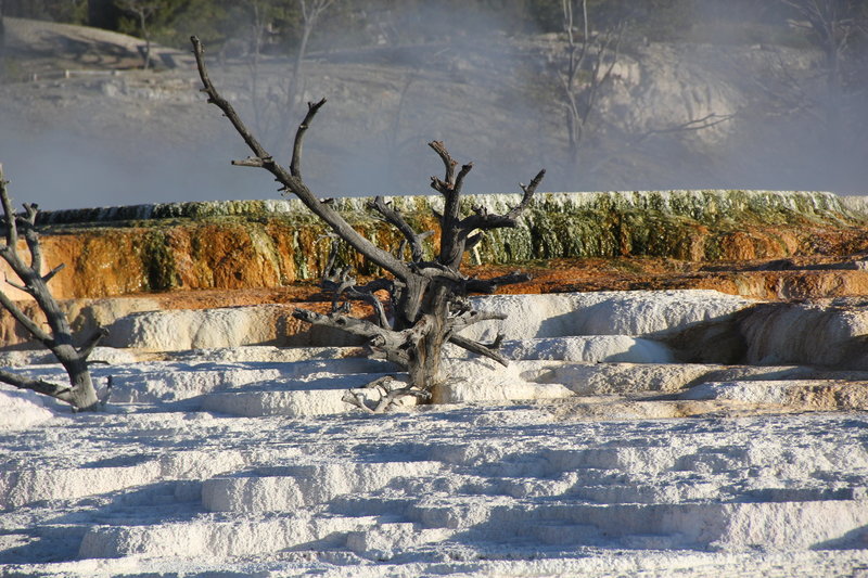 Thermals around dead branches.