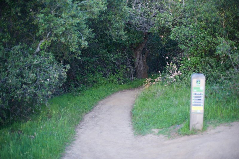 The trail as it emerges from the woods and it meets the Franciscan Trail.