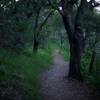 The trail as it ascends through the woods. It is well shaded, offering a reprieve from the sun.