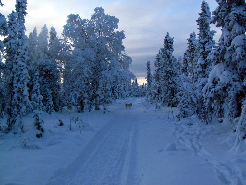 Trail Creek Trail. with permission from Spruceboy Credit: Jay Cable, Link: https://yak.spruceboy.net