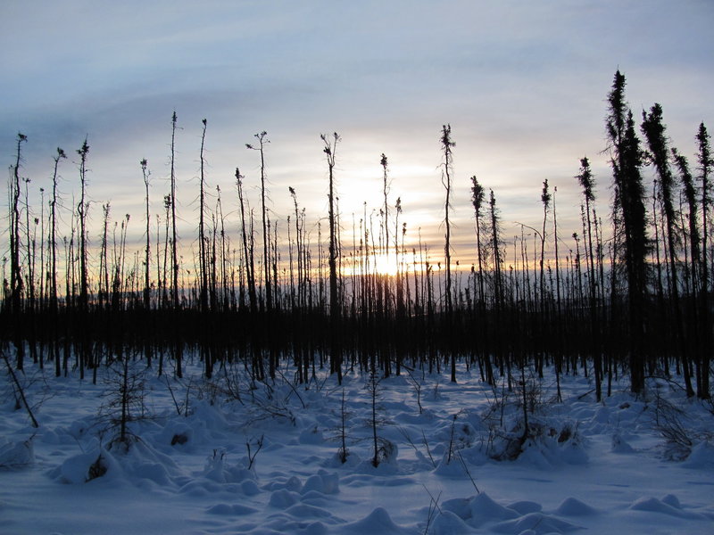Sun through a stand of dead black spruce. with permission from Spruceboy Credit: Jay Cable, Link: https://yak.spruceboy.net