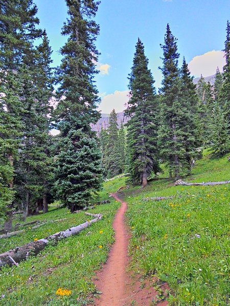 Entering the big trees the trail gets narrower with a steeper cross slope.