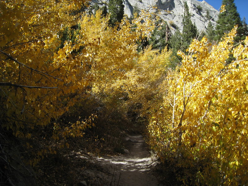 Fall foliage on the Mt. Whitney Trail.