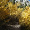 Fall foliage on the Mt. Whitney Trail.