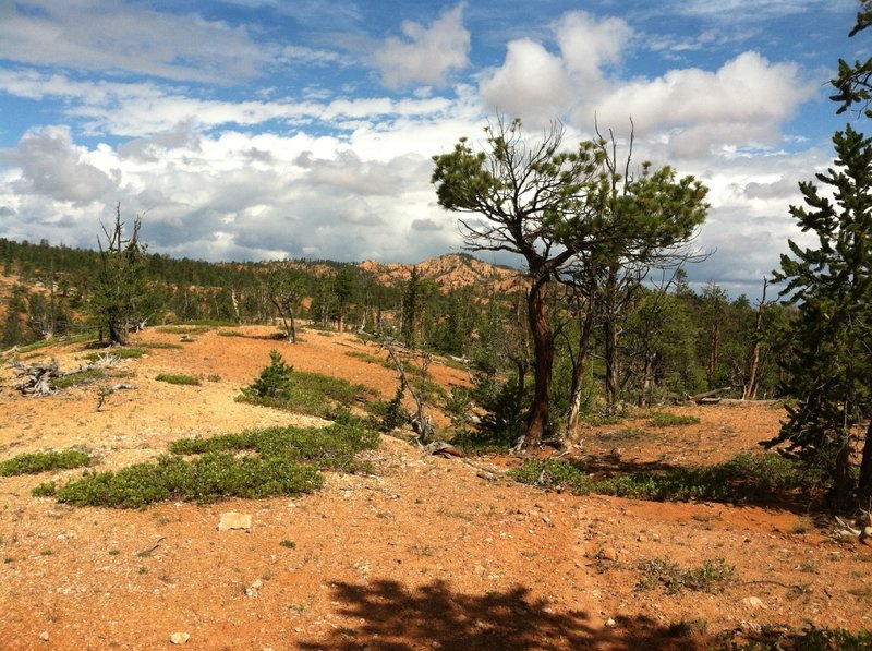 Looking east toward Red Canyon.