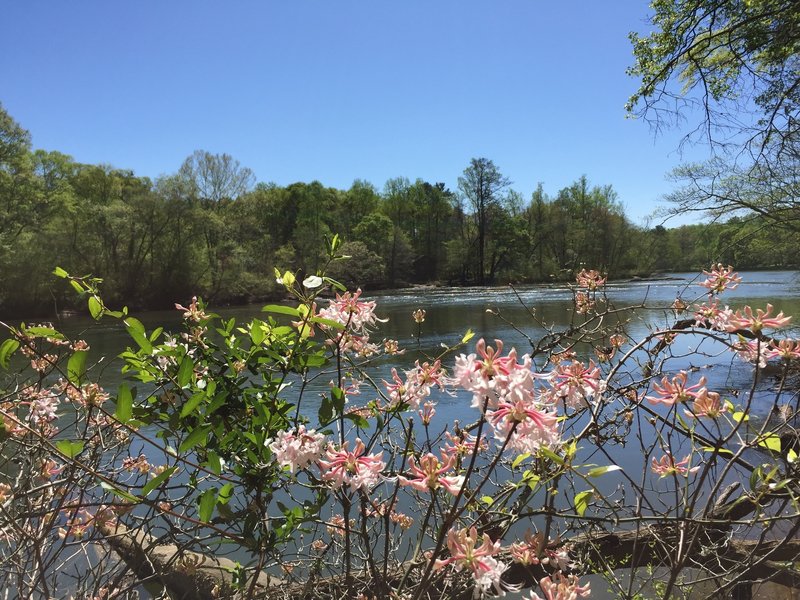 Spring has sprung along this river (in April).