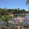 Spring has sprung along this river (in April).