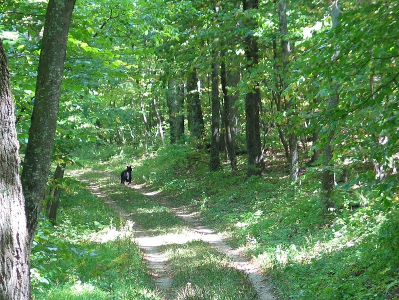 Young bear on Pocosin fire road. with permission from rootboy