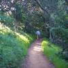 The trail as it descends through the woods.