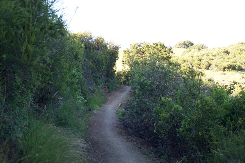 The trail changes from grassland to shrubs in the upper parts of the trail.