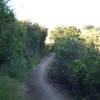 The trail changes from grassland to shrubs in the upper parts of the trail.