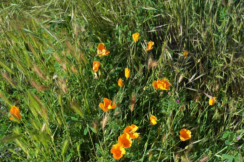 Wildflowers bloom in the spring.  California Poppies are seen here.