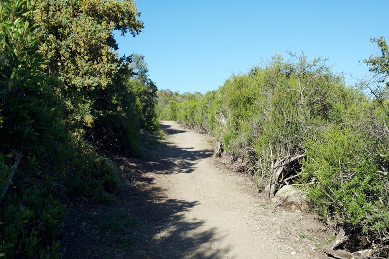 The trail works its way through shrubs at the end of the trail.  It also transforms from a dirt track to more gravel and rock.