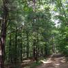 The tree cover along Wetmore Trail makes it feel especially isolated.