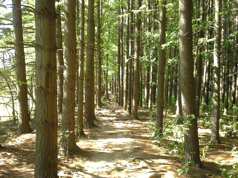 This section of the BT is one of the most unique and stunning in CVNP. Be careful not to trip on the roots!