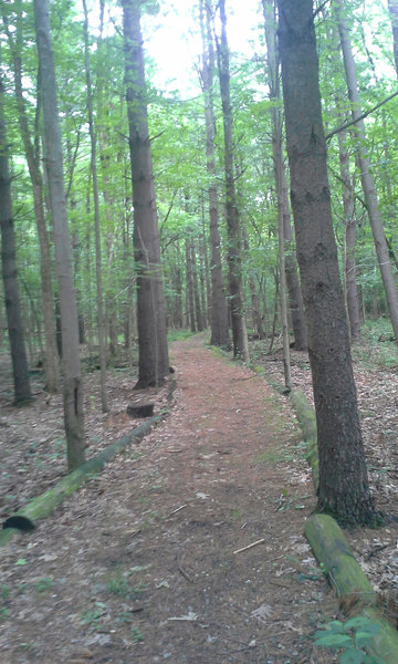 One of the smoother sections of the trail.