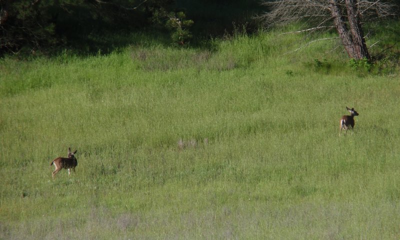 Deer on the hillside.