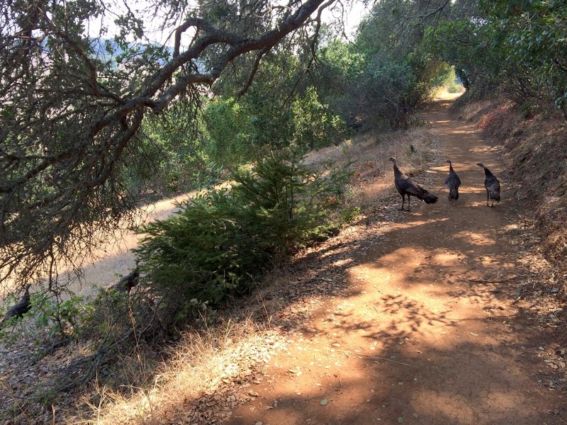 Turkeys in Edgewood Park.