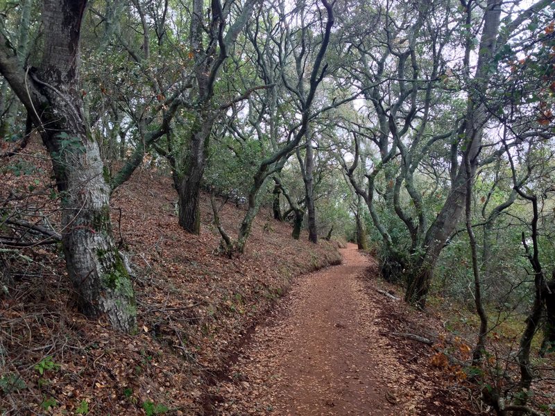 Forest in Edgewood Park.