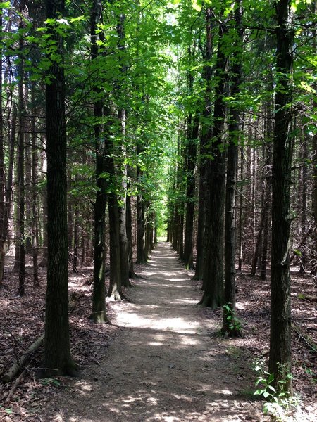 Corridors of towering trees are the best part about these trails.