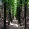 Corridors of towering trees are the best part about these trails.