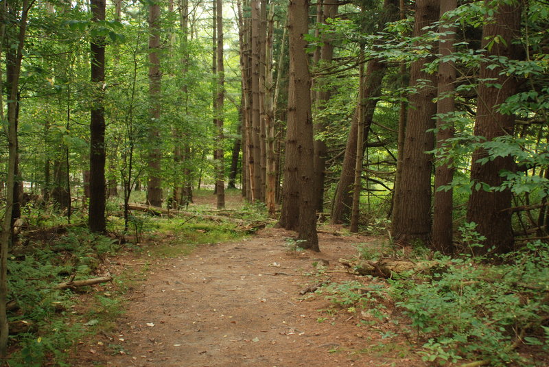 Towering trees line almost every step of this trail. Photo by NPS/DJ Reiser