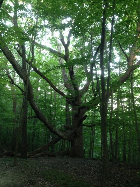 One of several huge, astonishing trees that can be spotted along the trail.