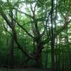 One of several huge, astonishing trees that can be spotted along the trail.