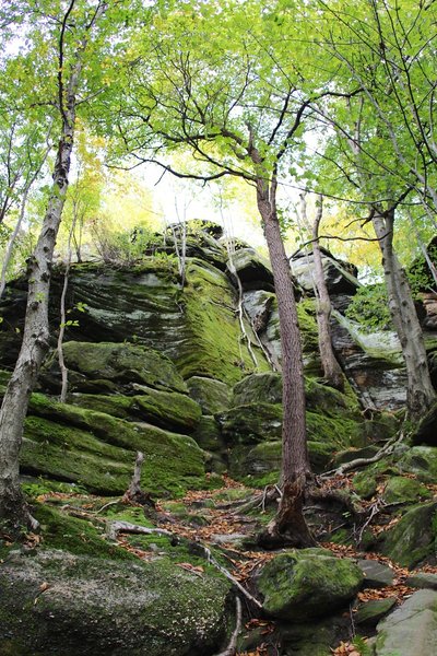 Trees, roots, rocks on ledges.