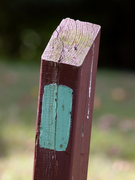 Green blazes marking the Western Ridge Trail in Rock Creek Park.