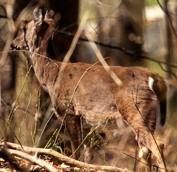 White-tailed deer in Rock Creek Park.