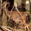 White-tailed deer in Rock Creek Park.