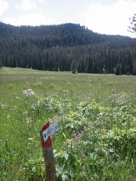 Leaving Yellowstone on the Bacon Rind Creek Trail.