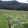 Leaving Yellowstone on the Bacon Rind Creek Trail.