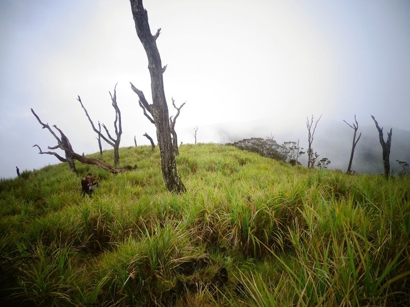 The dead trees at Mt. Weji's peak! ;)