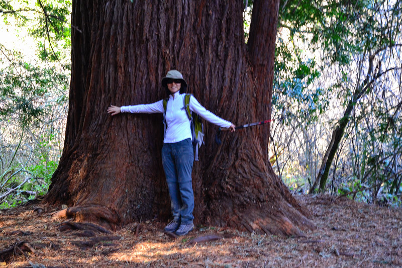 Measuring the massive redwoods along the trail!