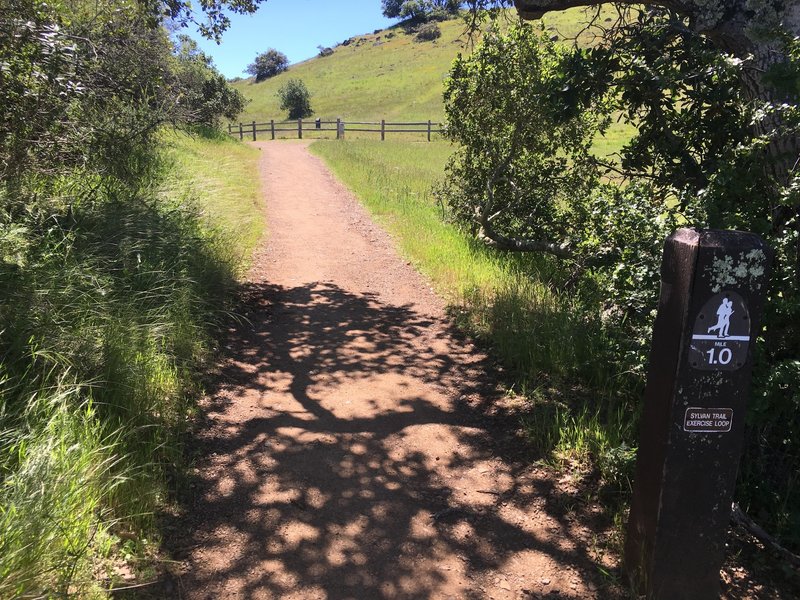 The trail emerges from the woods and into fields that offer great views of the San Francisco Bay area.
